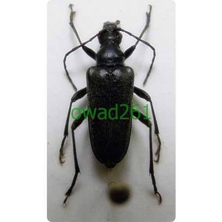 Acmaeops septentrionis (Thomson, 1866) Rozpylak świerkowy